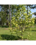 Магнолия гибридная Дафни | Magnolia hybrid Daphne | Магнолія гібридна Дафні